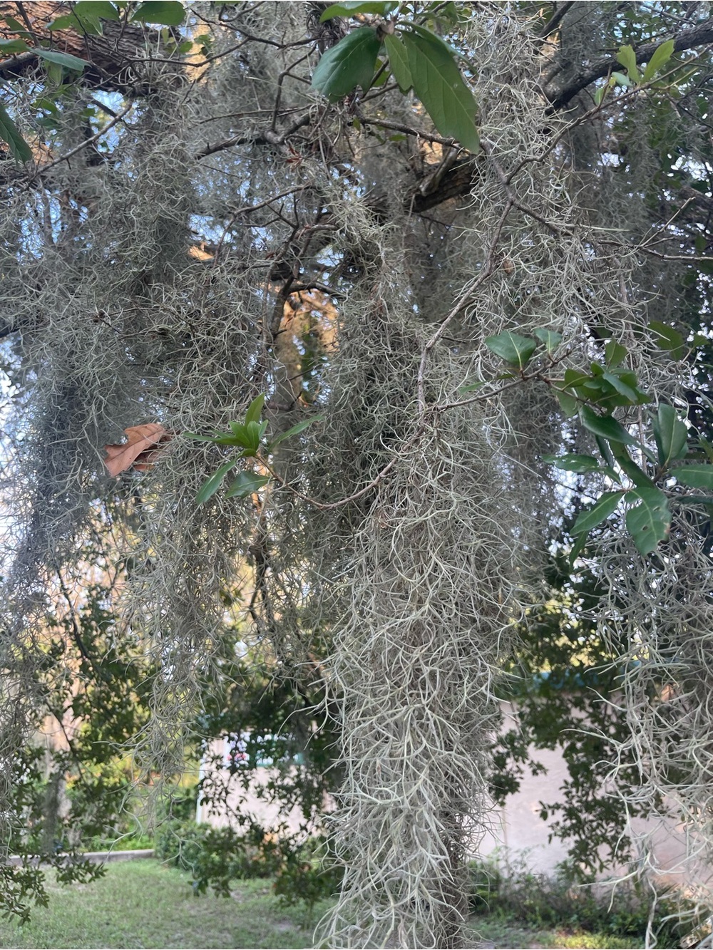 2 lbs Spanish moss